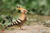 تنوع گونه های مختلف پرندگان در دریاچه وان ترکیه/سری اول تصاویر