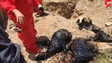 سقوط  دلخراش 15 گوسفند به یک گودال قیر!+تصاویر