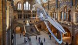 سه موزه بزرگ لندن  بازگشایی می‌شود