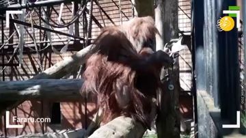 حرکت جالب یک اورانگوتان در باغ وحش