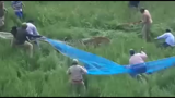 فرار  زیرکانه پلنگ از تور شکارچیان