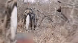 شکار بی رحمانه خرگوش توسط سگ های وحشی
