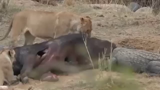 درگیری تمساح با گله شیرها بر سر شکار بیچاره
