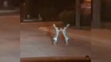 درگیری جالب و بوکس گونه دو خرگوش در خیابان