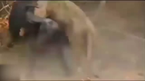 مرگ دلخراش شیر هنگام شکار بوفالو