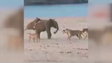 مقاومت ستودنی  یک فیل در برابر حمله  گله شیرها