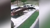 سرقت عجیب یک گاو با خودروی هاچ بک