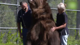 علاقه حیرت انگیز  خرس های غول پیکر به یک خانواده